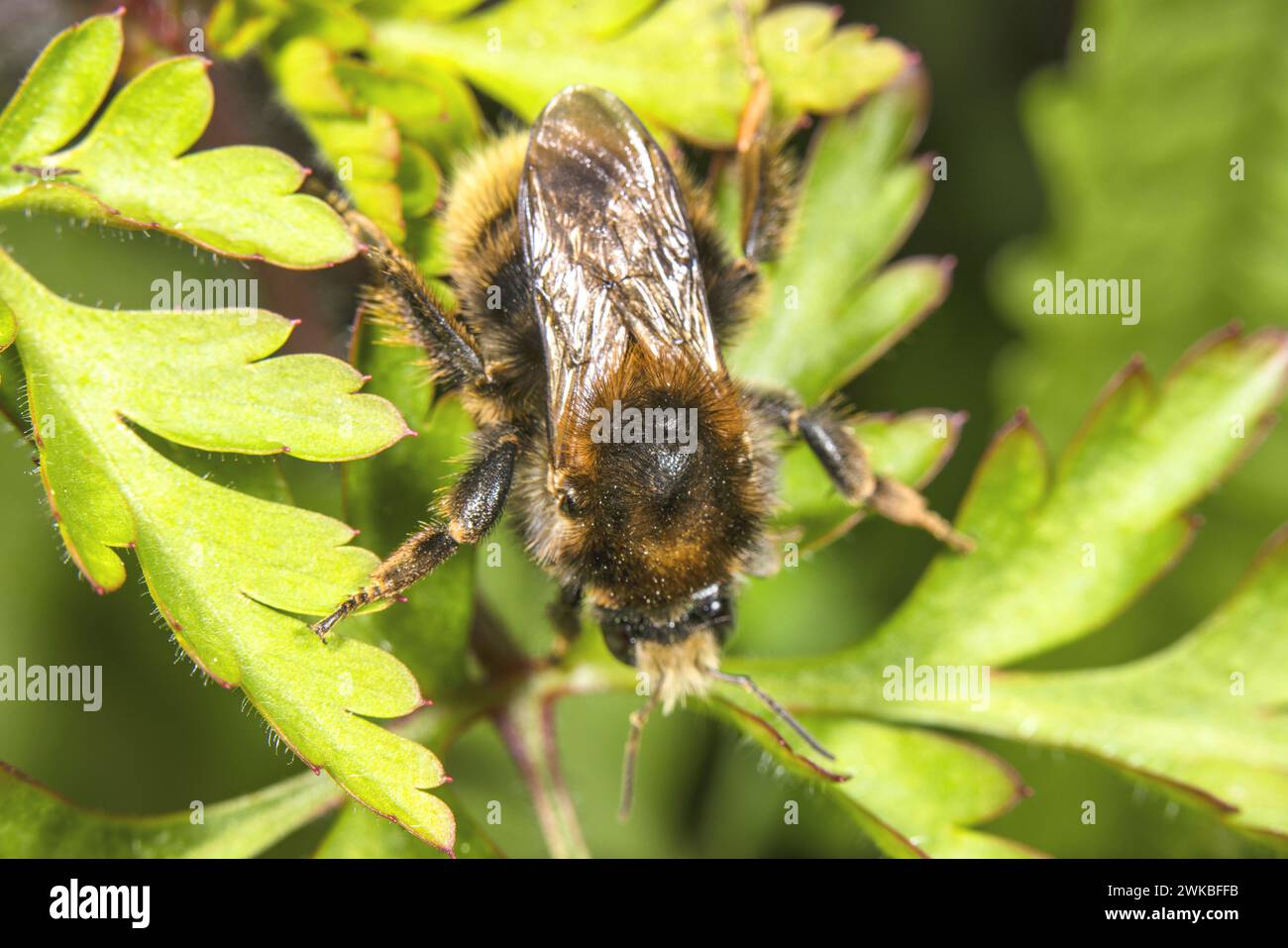 brown-banded carder bee (Bombus humilis), sitting on a leaf, Germany Stock Photo