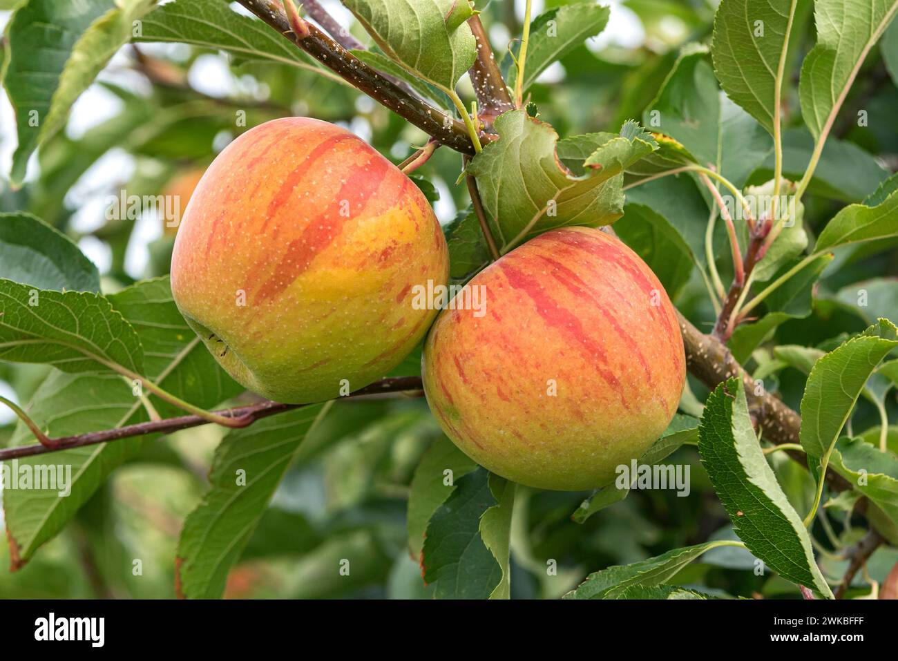 apple (Malus domestica 'Rubinette', Malus domestica Rubinette), cultivar Rubinette Stock Photo