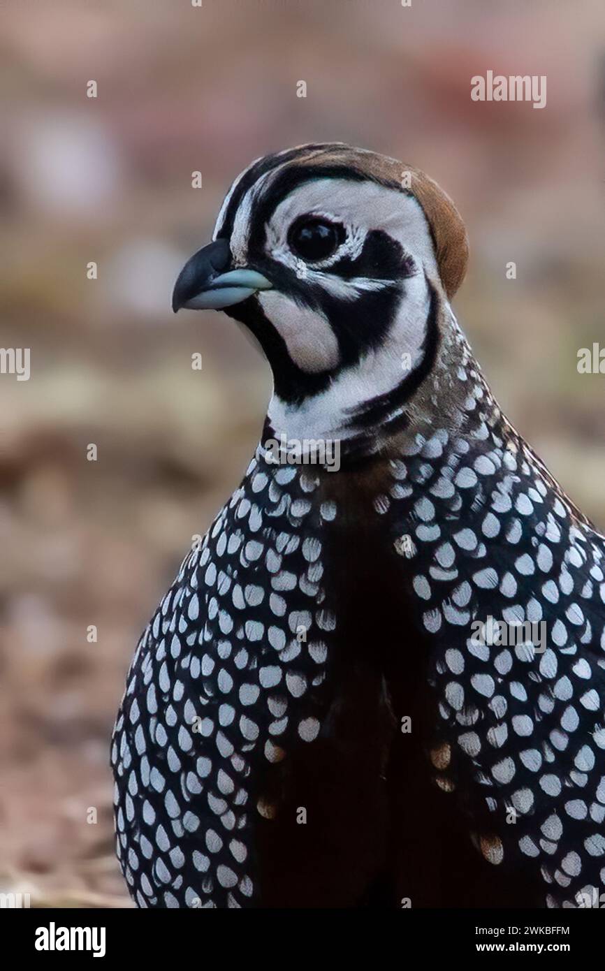 Fool Quail Montezuma's quail, Mearns's quails, harlequin quails, fool quails ...
