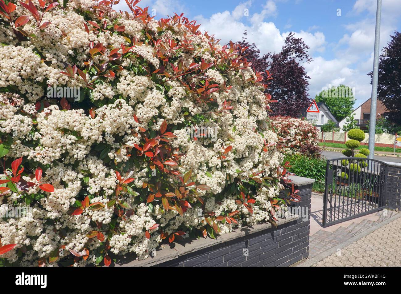 Fraser photinia (Photinia x fraseri, Photinia fraseri), blooming ...