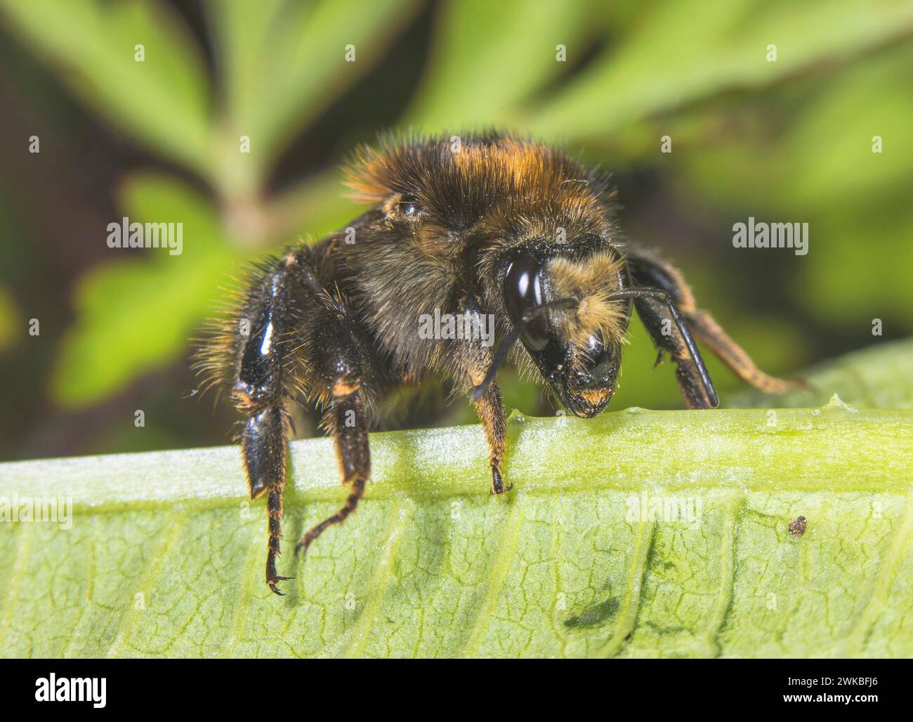 brown-banded carder bee (Bombus humilis), sitting on a leaf, Germany Stock Photo