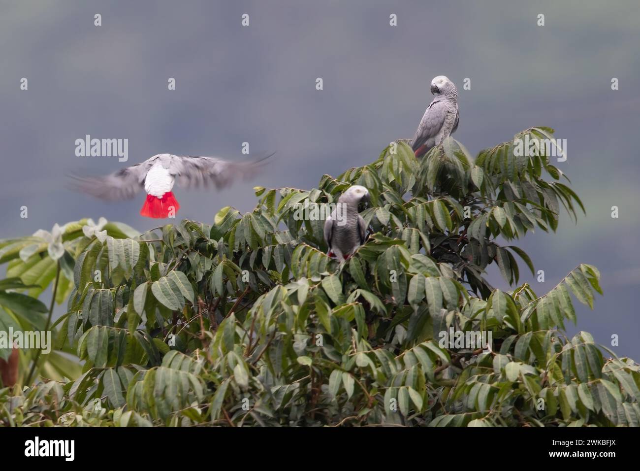 grey parrot (Psittacus erithacus), perched on top of a tree in a rainforest, One flying in, Equatorial Guinea, 1 Stock Photo