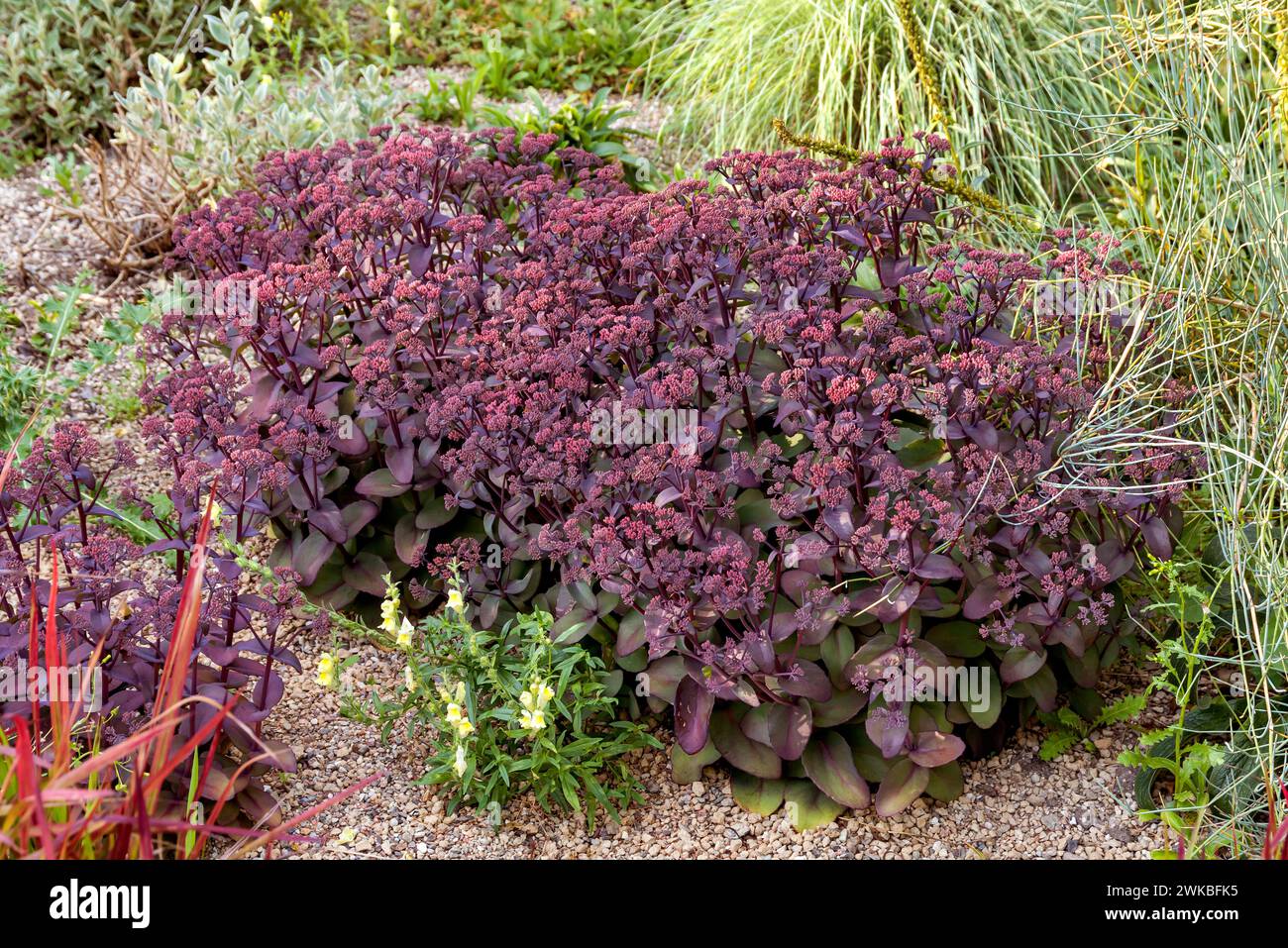 stonecrop (Sedum 'Xenox', Sedum Xenox), cultivar Xenox, Europe, Bundesrepublik Deutschland Stock Photo