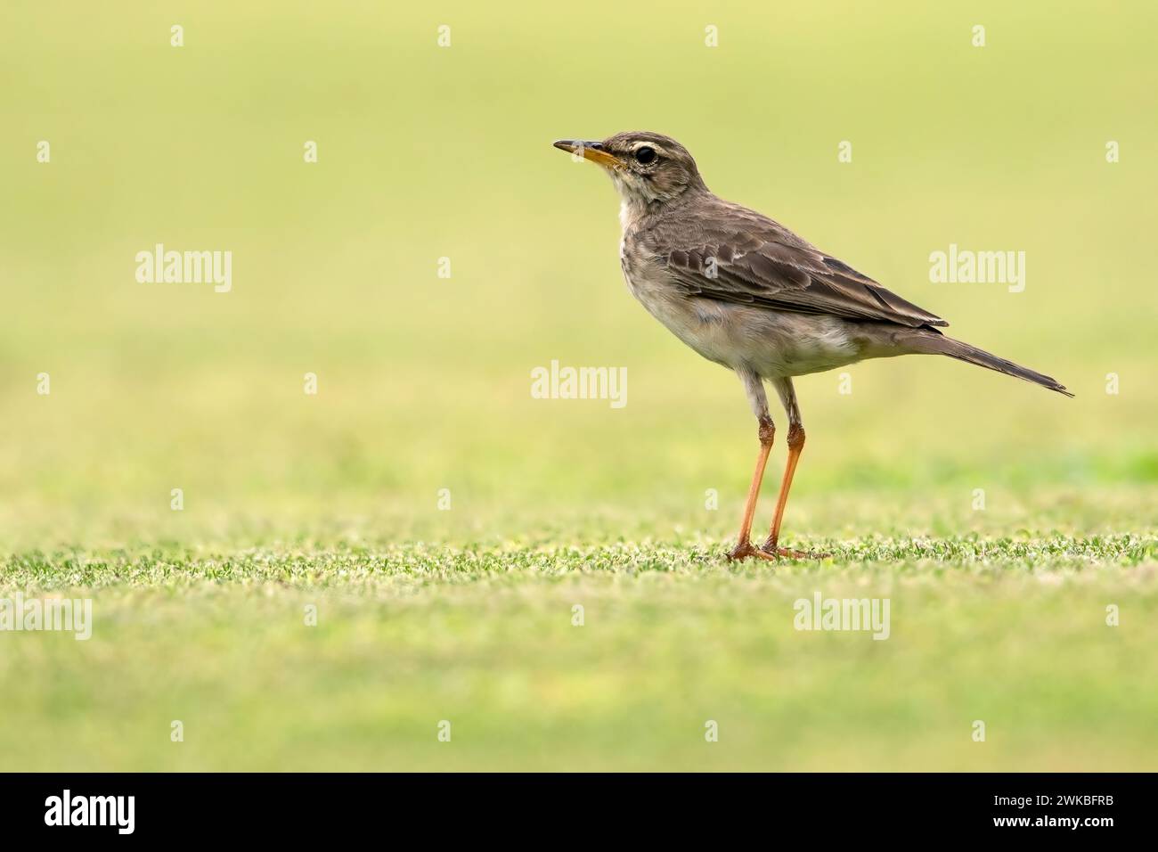 Long legged pitpits hi-res stock photography and images - Alamy