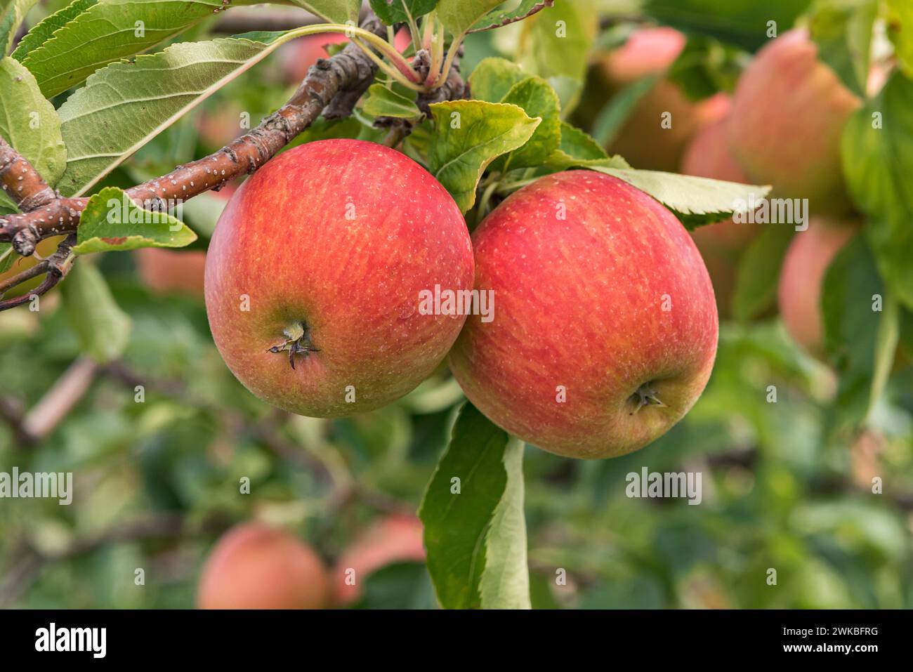 apple (Malus domestica 'Rubinette Rosso', Malus domestica Rubinette Rosso), cultivar Rubinette Rosso Stock Photo