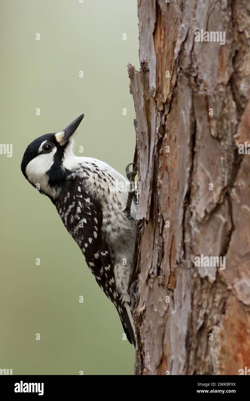red-chockaded woodpecker (Picoides borealis, Leuconotopicus borealis), perched at a tree, USA Stock Photo