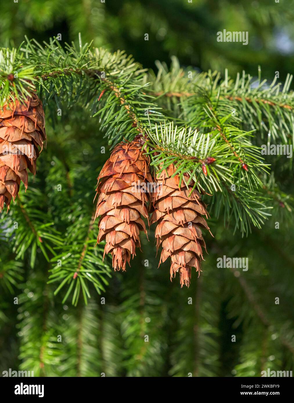 Douglas fir, Oregon pine (Pseudotsuga menziesii), cones on a tree, Europe, Bundesrepublik Deutschland Stock Photo