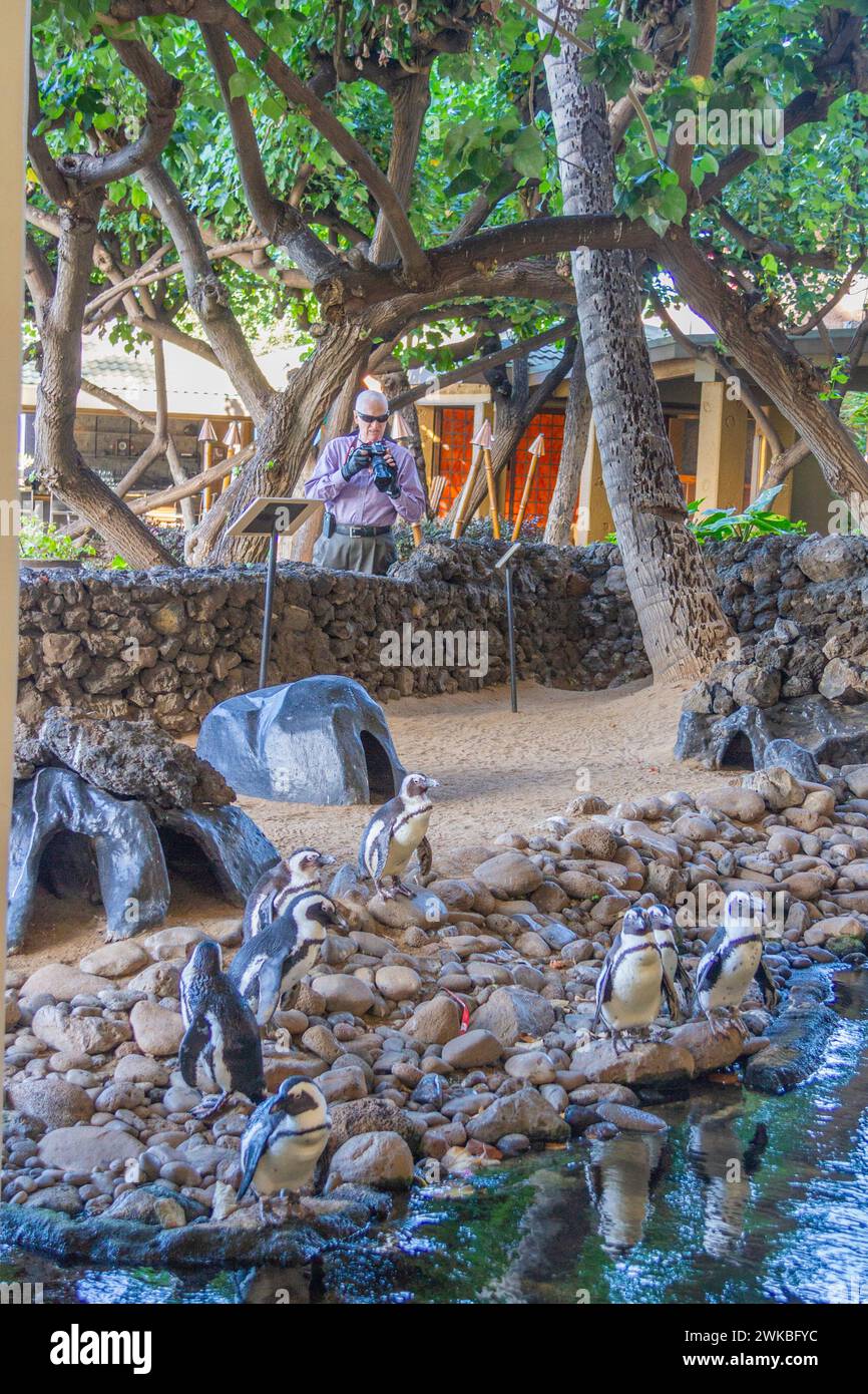 African Penguin (Spheniscus demersus), also known as the African Black