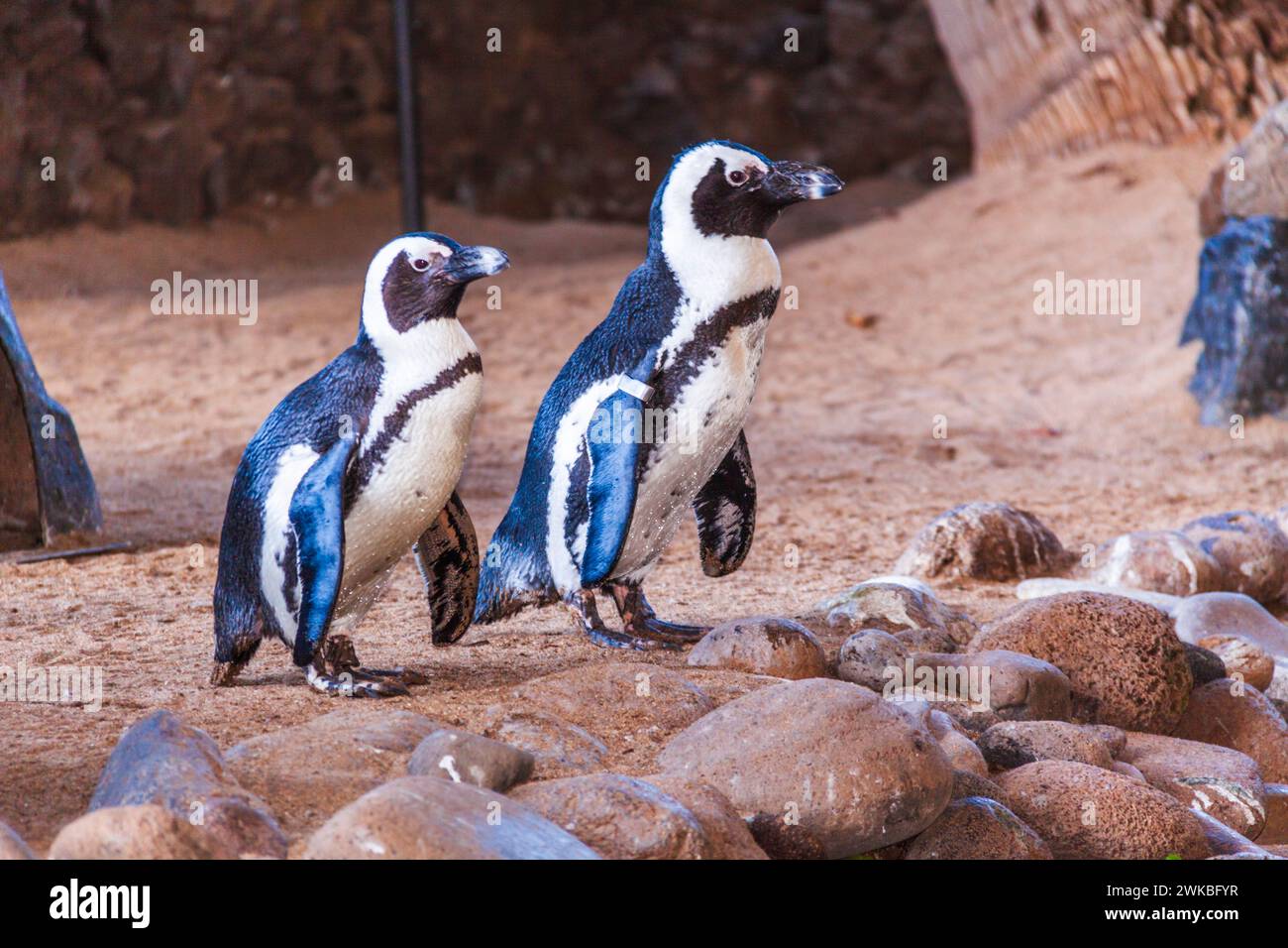 African Penguin (Spheniscus demersus), also known as the African Black