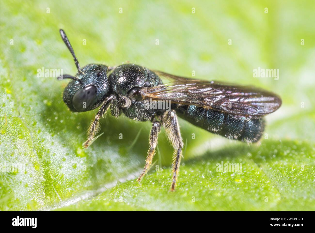 Blue carpenter bee (Ceratina cyanea), sitting on a leaf, Germany Stock Photo
