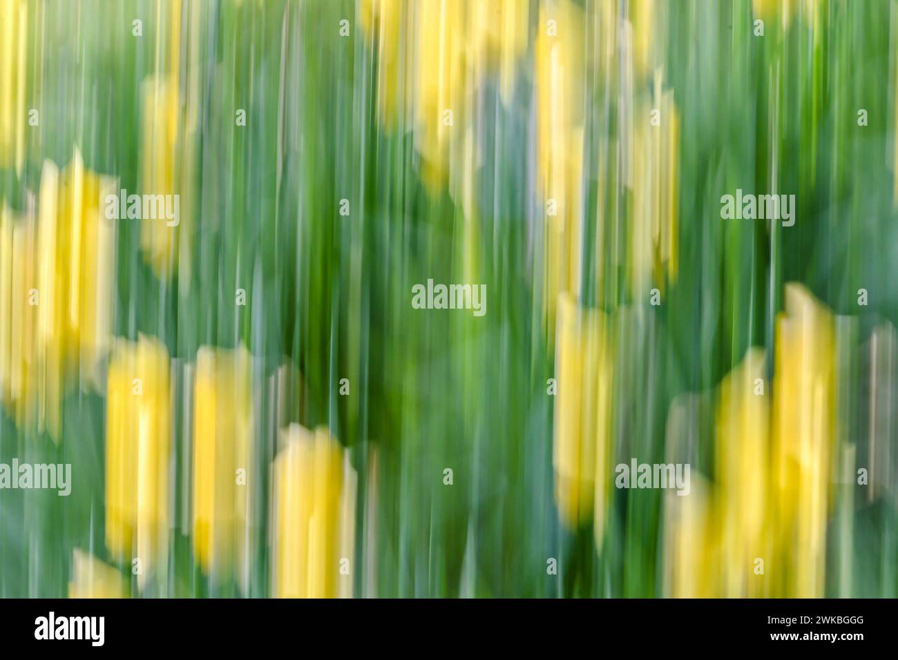 Yellow trails the image are created with ICM (Intentional Camera Movement) from forsythia flowers Stock Photo