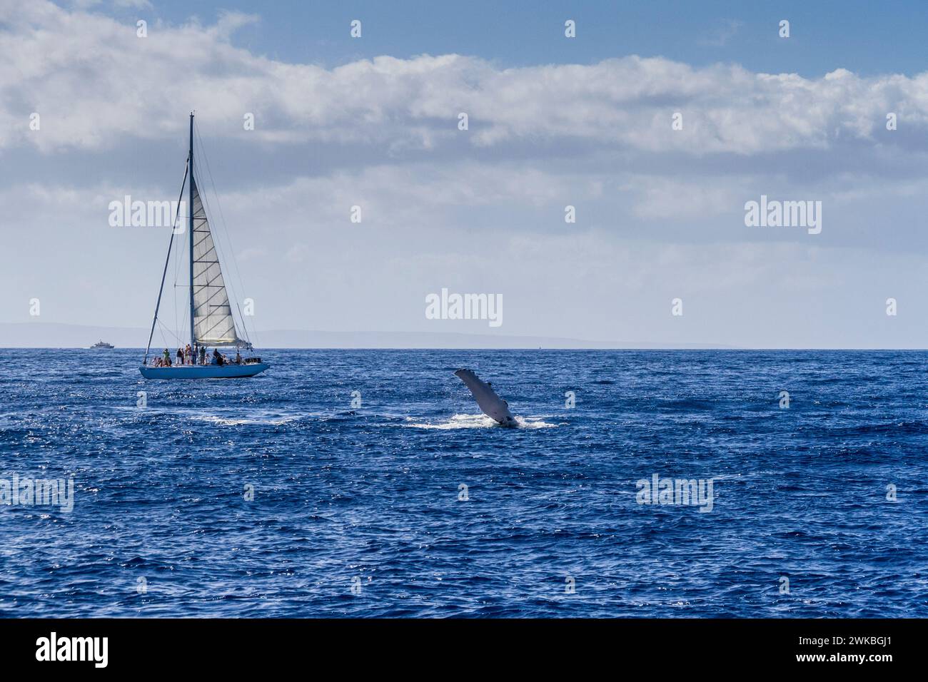 Humpback whale hawaii boats hi-res stock photography and images - Alamy