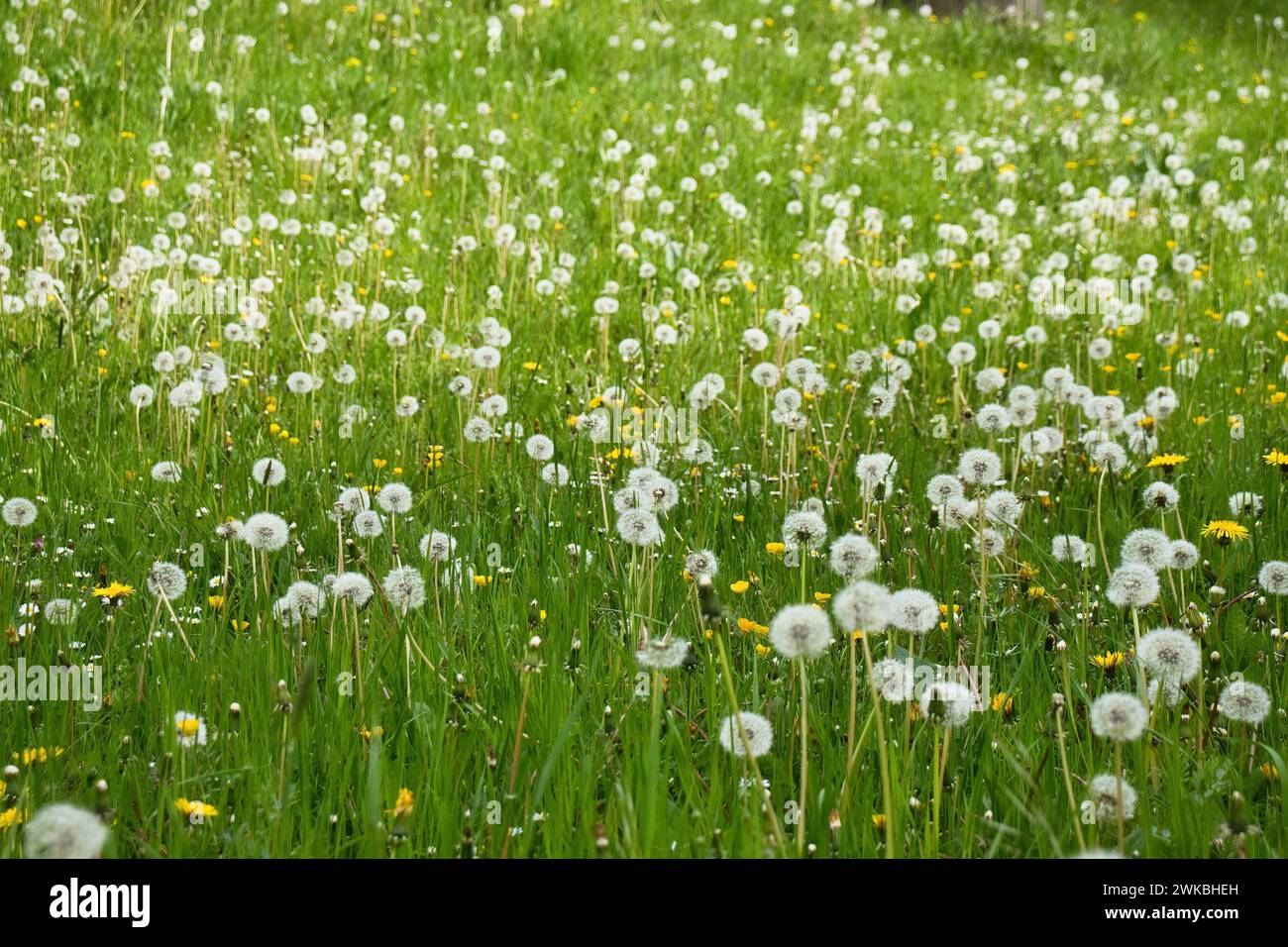 Field of green grass full of dandelions gone to seed on a spring day in Rhineland Palatinate, Germany. Stock Photo