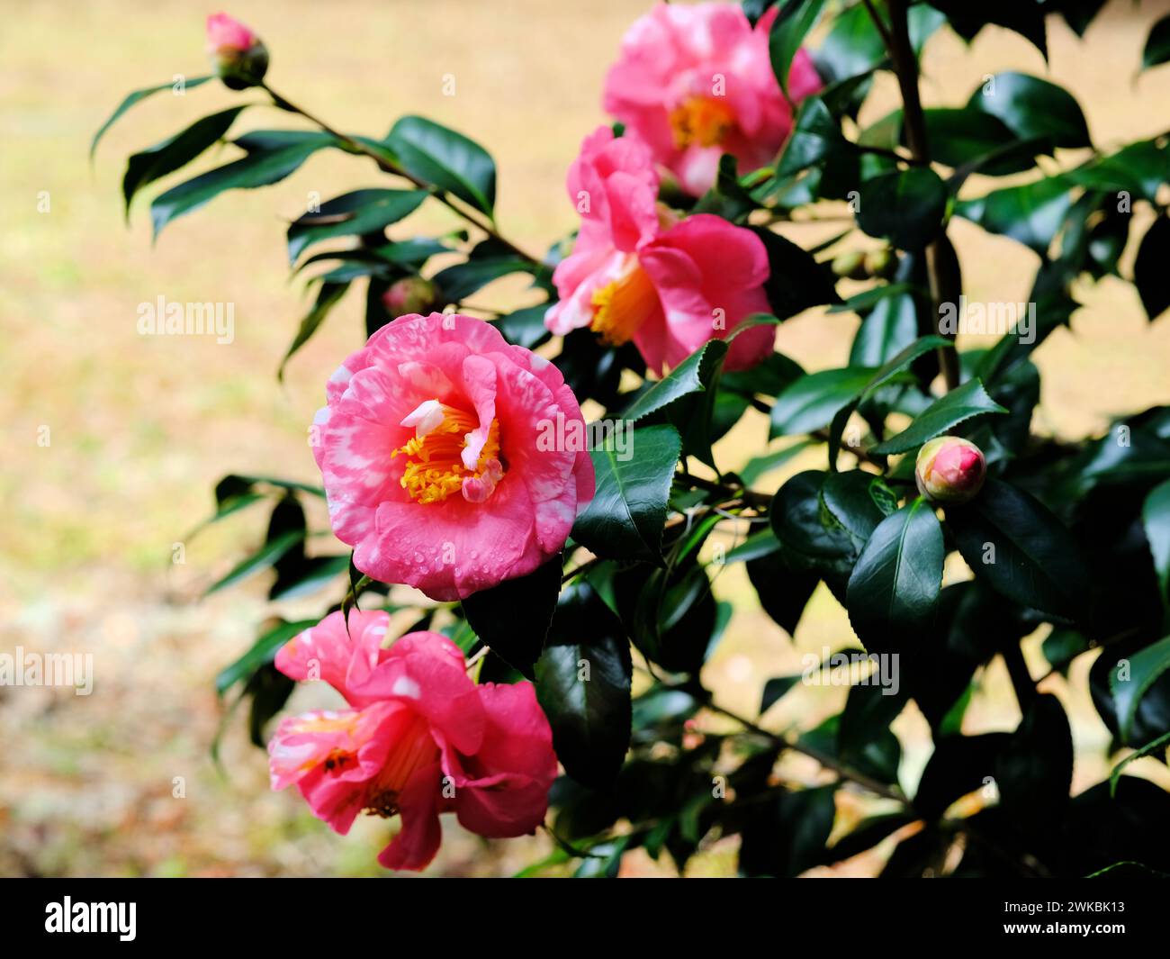 Japanese camellia variety hi-res stock photography and images - Alamy