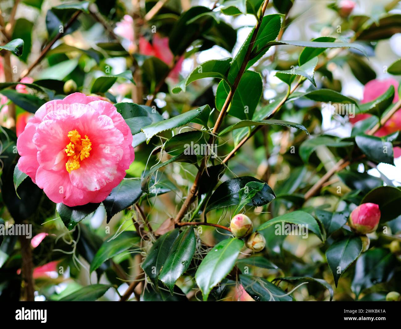 Camellia japonica Faith Variegated variety; pink, rose and white flower petals and yellow stamen surrounded by lush green leaves. Stock Photo
