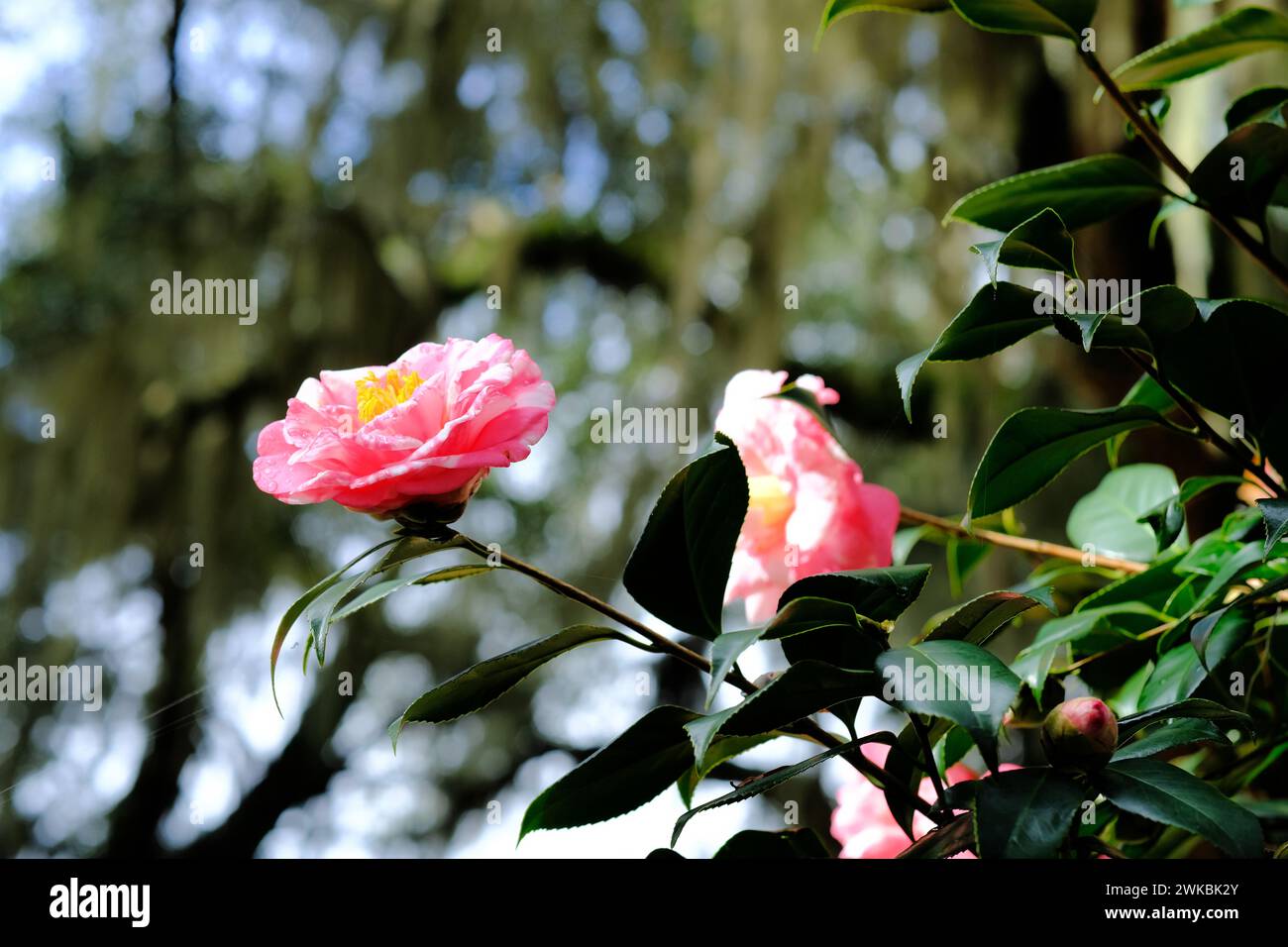 Camellia japonica Faith Variegated variety; pink, rose and white flower petals and yellow stamen surrounded by lush green leaves. Stock Photo