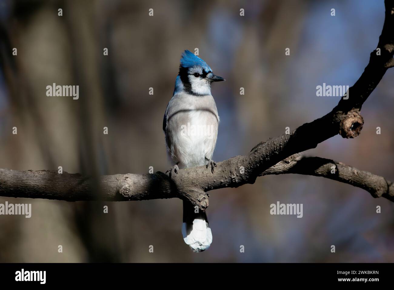 Blue jay feathers close up hi-res stock photography and images - Alamy