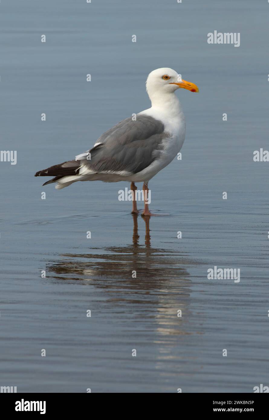 Gull, Neskowin Beach State Park, Oregon Stock Photo Alamy