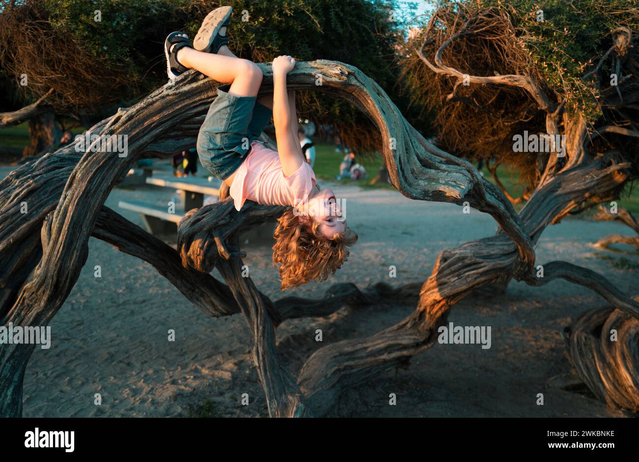 Kid climbing tree. Caucasian boy happily lying upside down in a tree hugging a big branch. Stock Photo