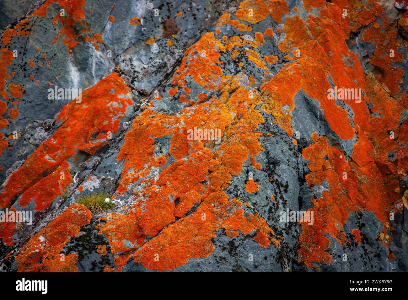 Colourful orange lichen ( Xanthoria mawsonii ) growing on coastal rock, Antarctic Peninsula, Antarctica Stock Photo