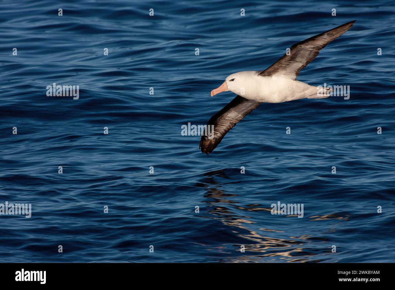 A Black-Browed Albatross ( Thalassarche melanophris ) gliding just above the ocean surface, Drake Passage between South America and Antarctica Stock Photo