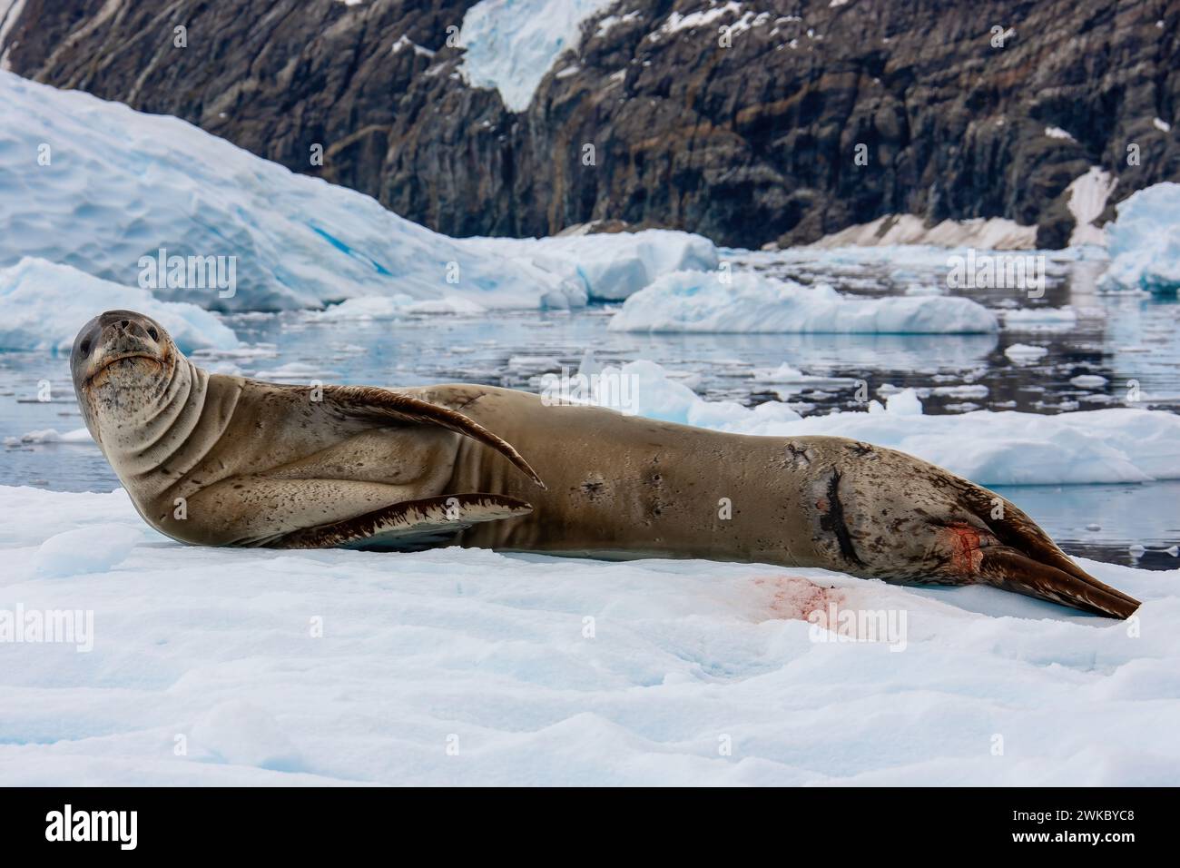 Leopard Seal ( Hydrurga leptonyx ) resting on an iceberg in a bay on ...