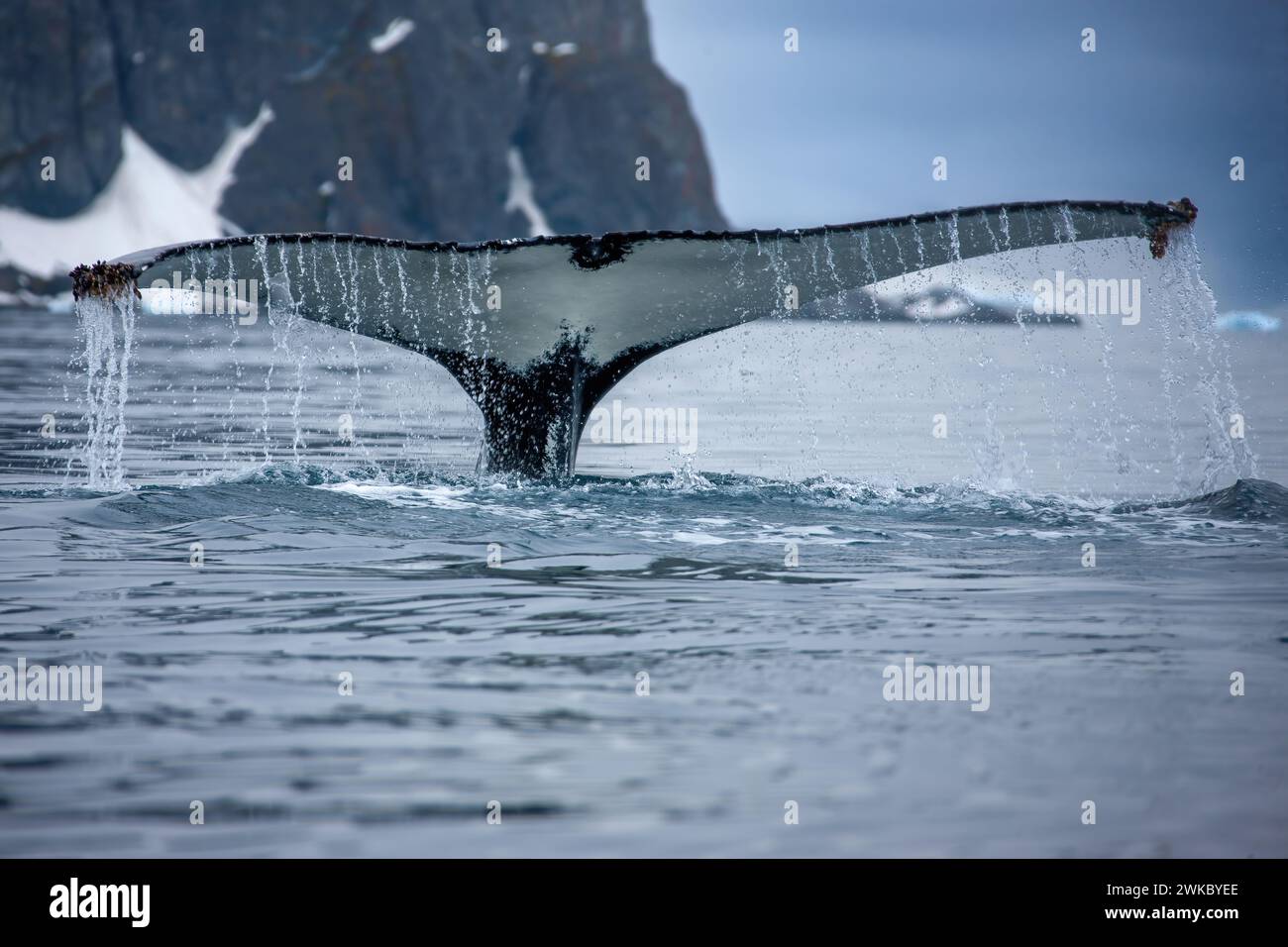 Humpback Whale ( Megaptera novaeangliae ) tail fluke breaking surface off Anders Island, Antarctic Peninsula, Antarctica. Stock Photo