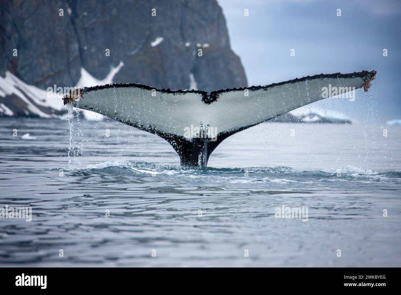 Humpback Whale ( Megaptera novaeangliae ) tail fluke breaking surface off Anders Island, Antarctic Peninsula, Antarctica. Stock Photo
