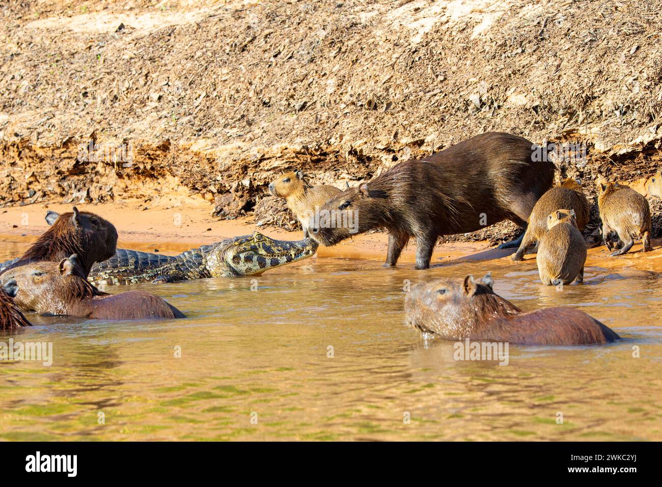 Capybara (Hydrochaeris hydrochaeris) Spectacled caiman Pantanal Brazil ...