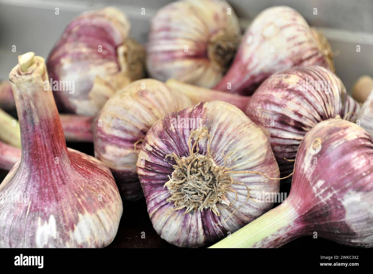 Garlic bulbs, weekly market market, Bern, City of Bern, Switzerland Stock Photo