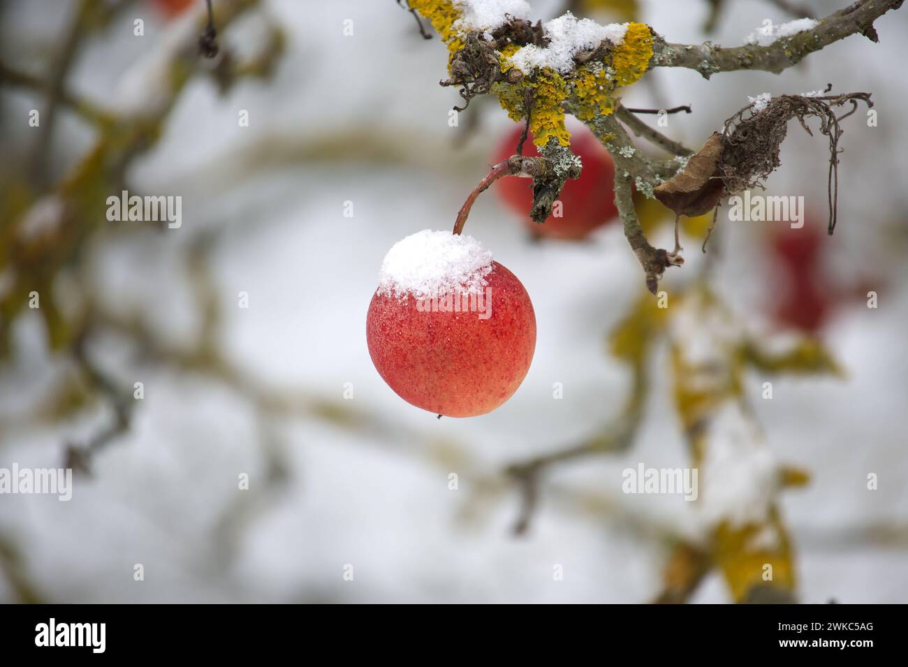 Tranquil winter scene focused on a red apple covered in a thin layer of ...