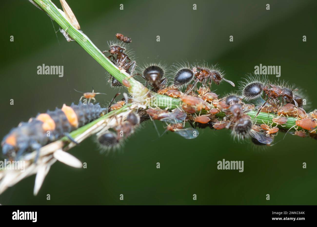 close shot of bicolored shield ants. Stock Photo