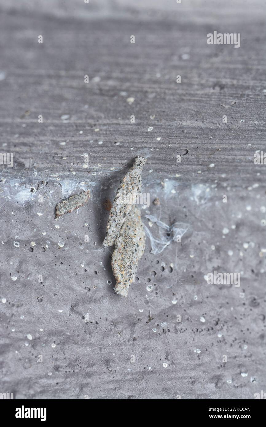 close shot of the plaster bagworm. Stock Photo