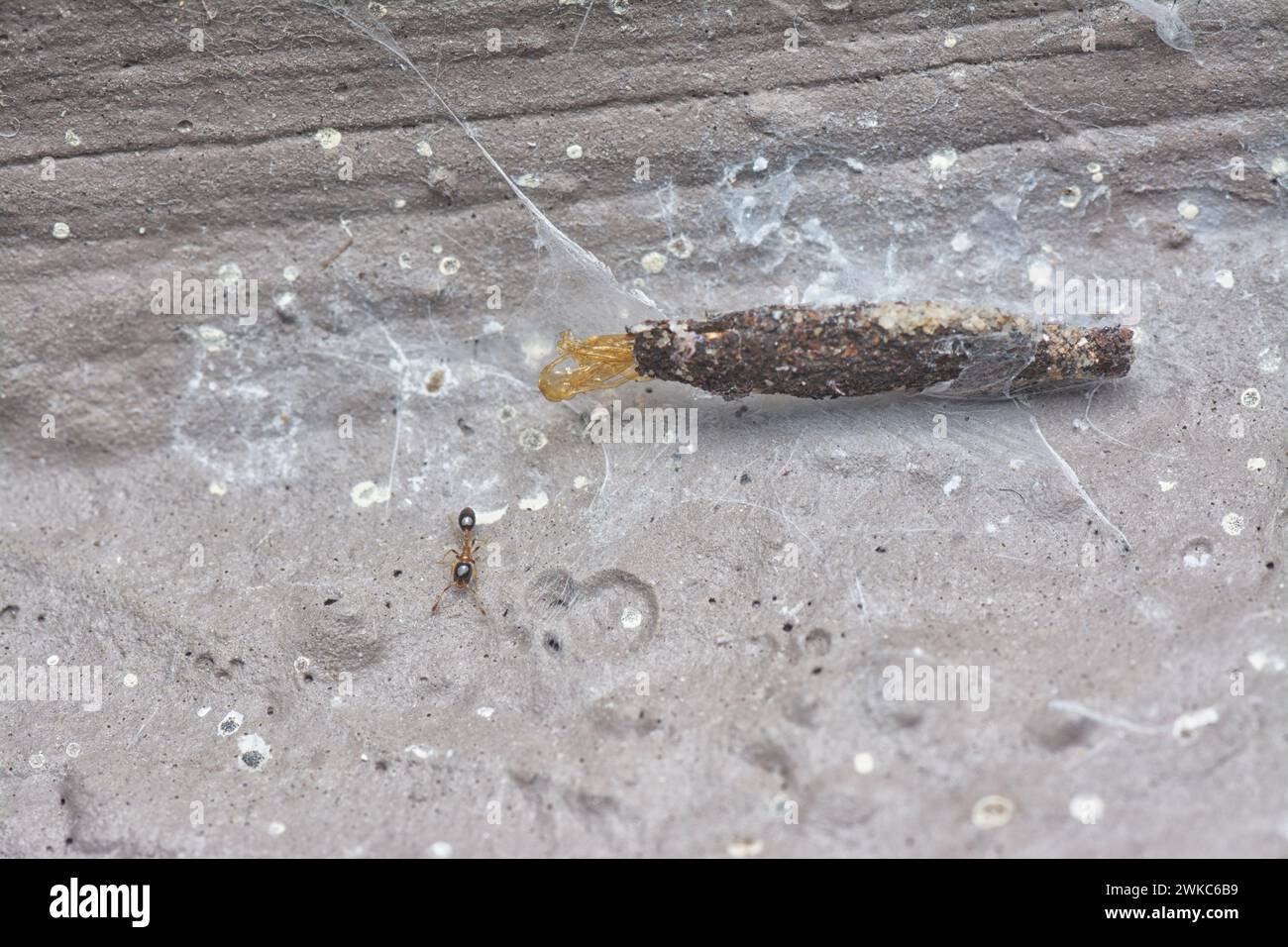 Plaster Insect Phereoeca uterella hi-res stock photography and images - Alamy
