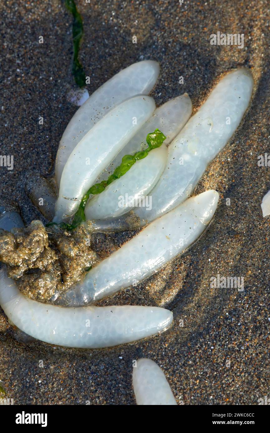 Squid eggs on beach, Yachats State Park, Oregon Stock Photo