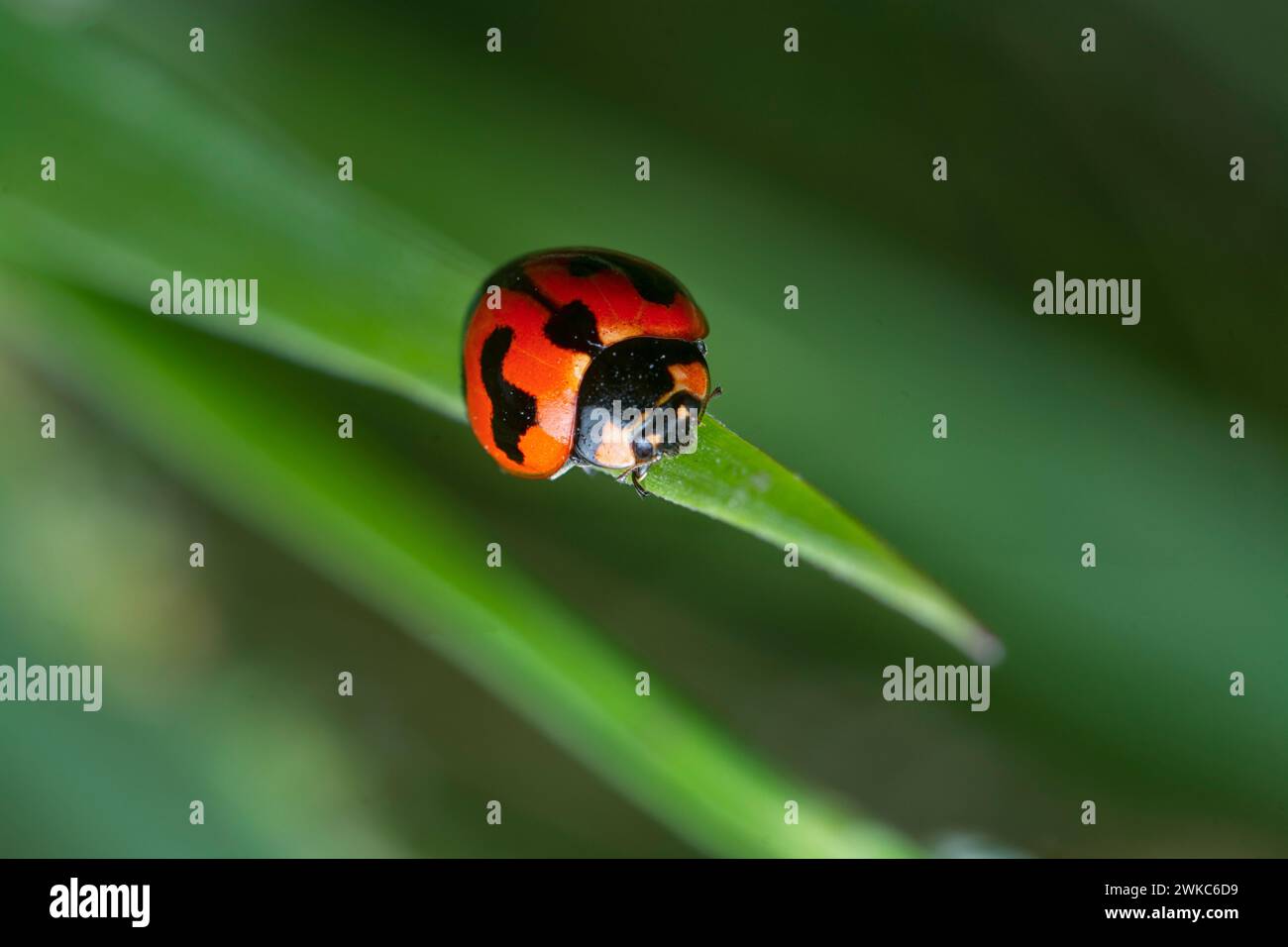 close shot of the Small Transverse Ladybird Beetle. Stock Photo