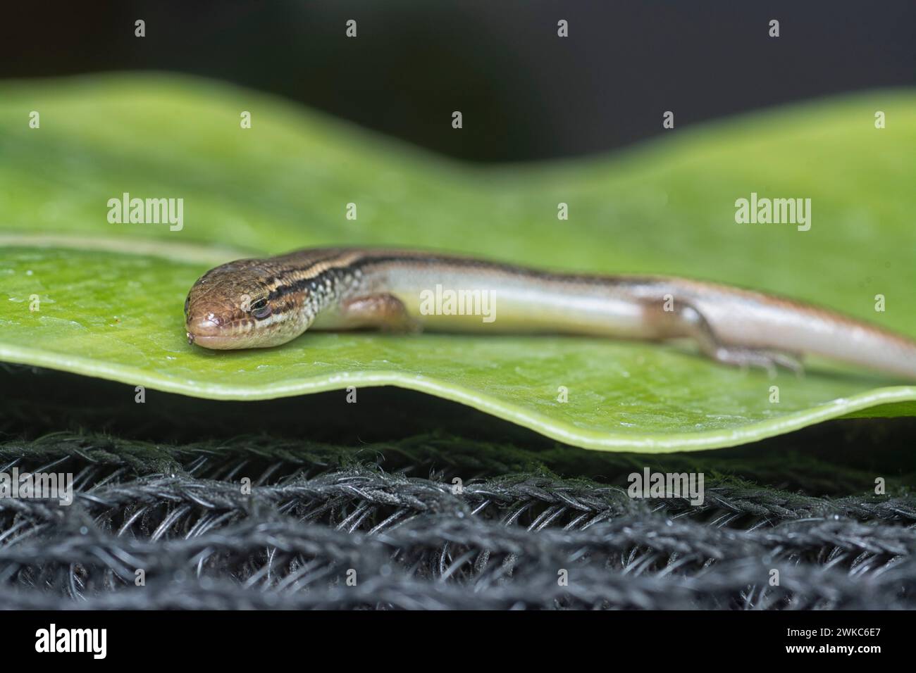 close shot of Subdoluseps bowringii lizard. Stock Photo