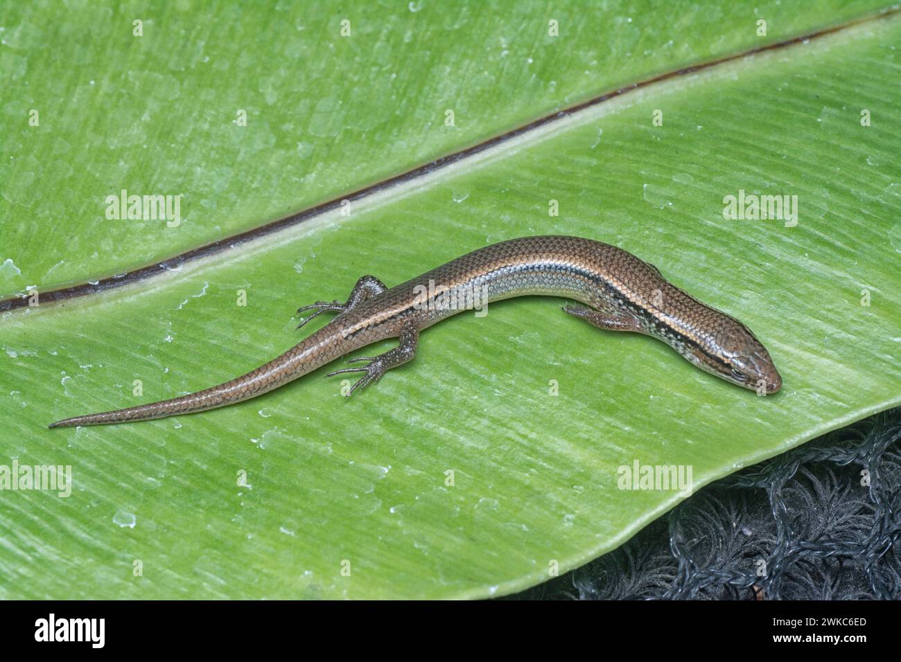close shot of Subdoluseps bowringii lizard. Stock Photo