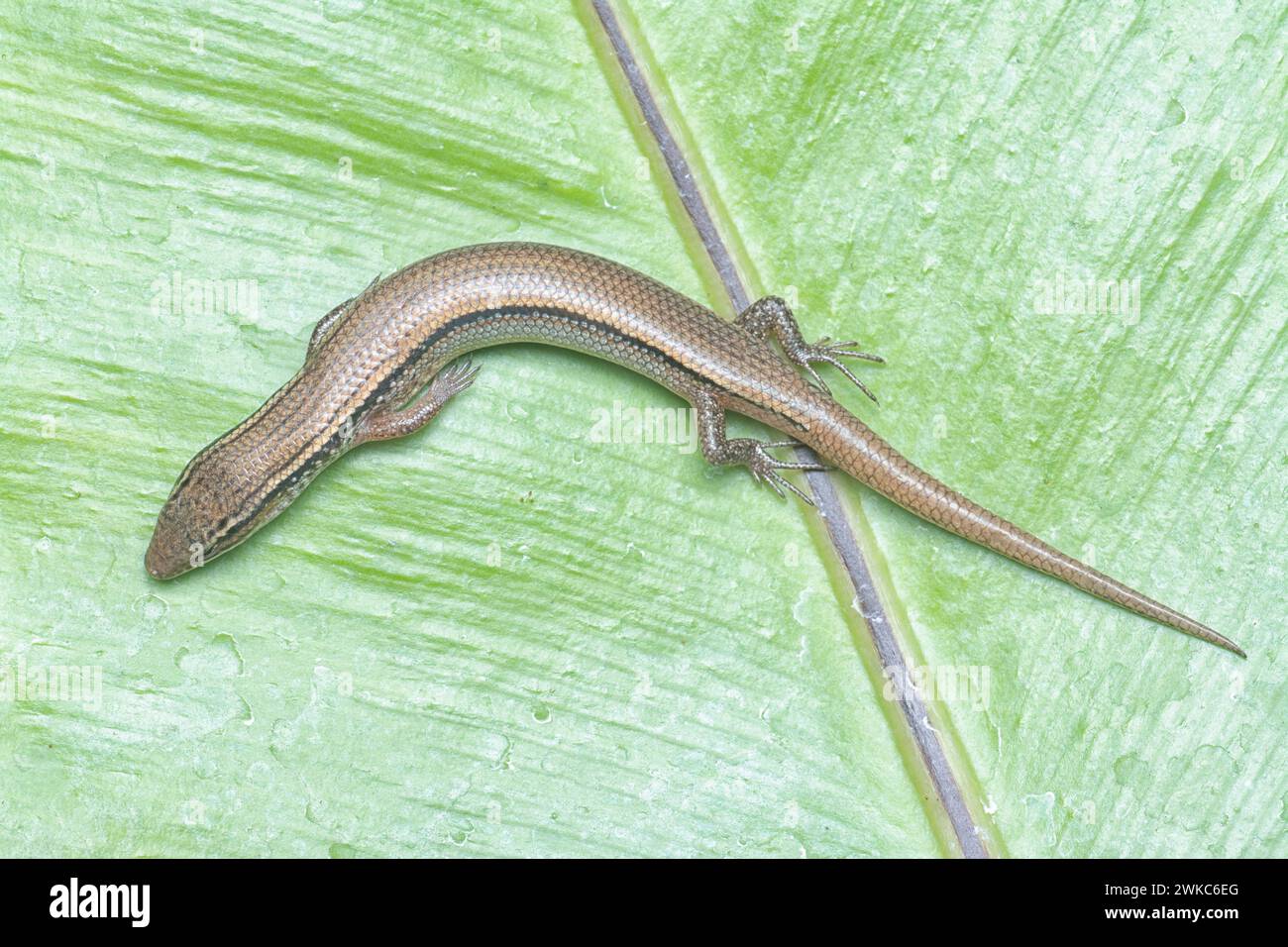 close shot of Subdoluseps bowringii lizard. Stock Photo