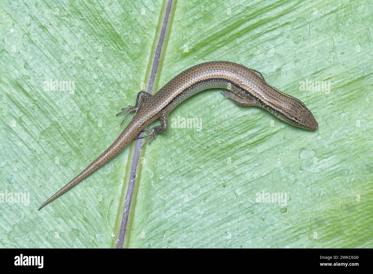 close shot of Subdoluseps bowringii lizard. Stock Photo