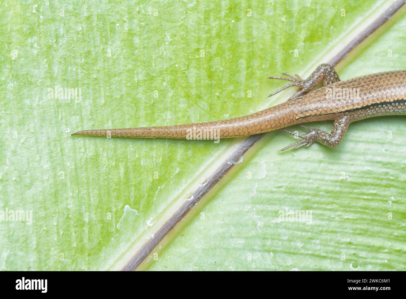 close shot of Subdoluseps bowringii lizard. Stock Photo