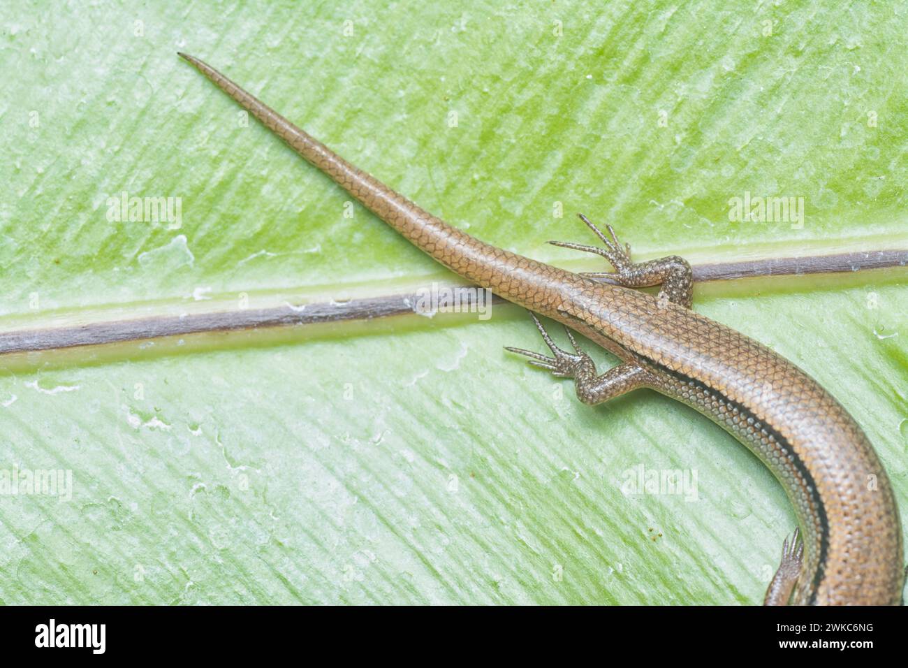 close shot of Subdoluseps bowringii lizard. Stock Photo