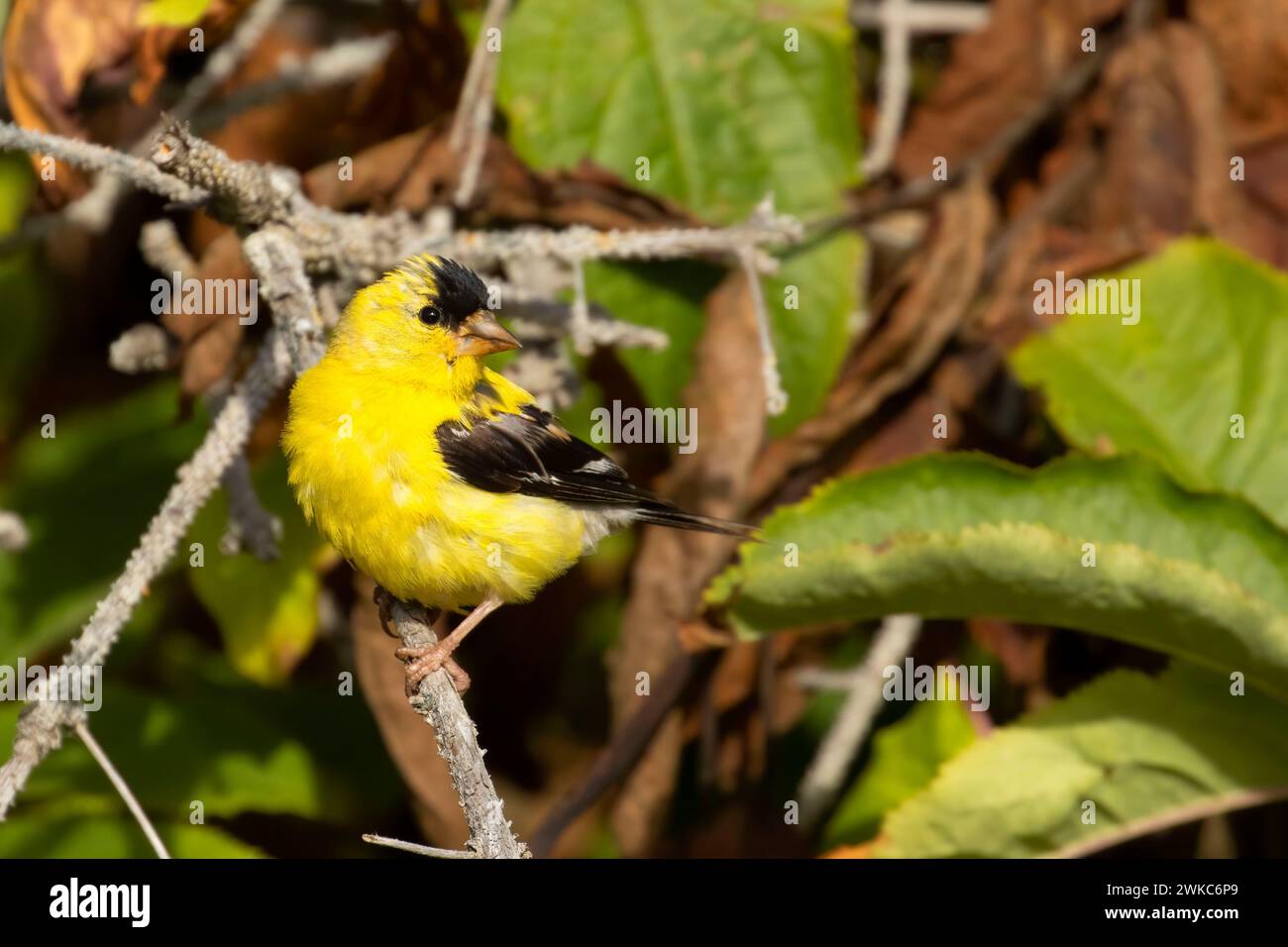 American goldfinch (Spinus tristis), Smelt Sands State Park, Oregon ...