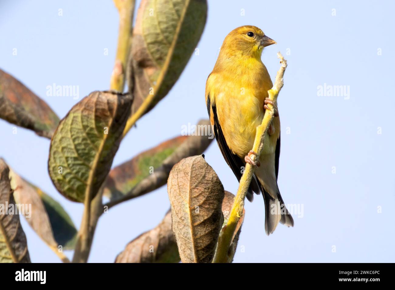 American goldfinch (Spinus tristis), Smelt Sands State Park, Oregon ...