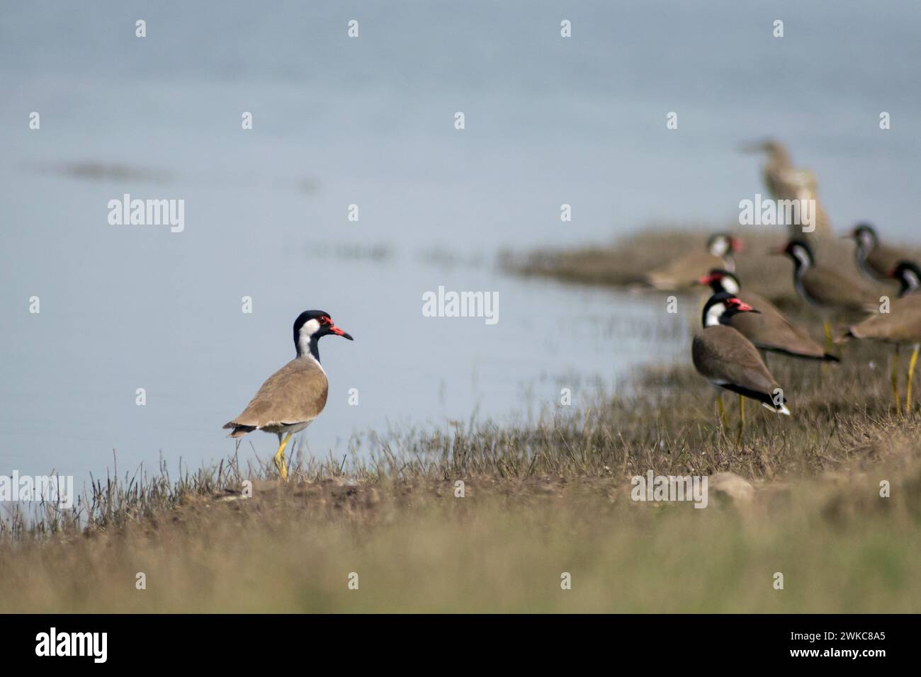 A beautiful Red-wattled Lapwing wading near the backwaters at Bhigwan ...