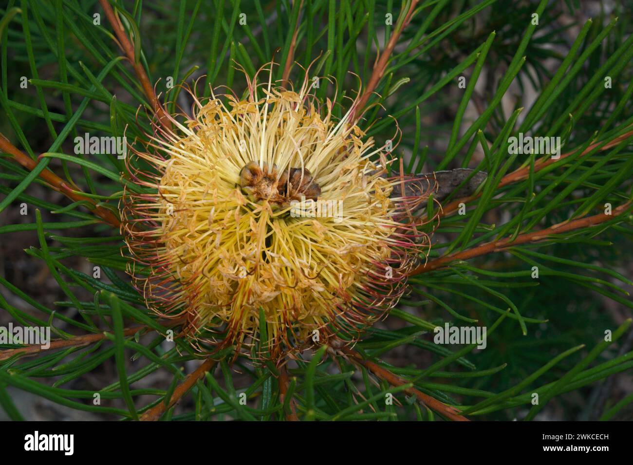 Banksias are common in Victoria, but this Hairpin Banksia (Banksia Spinulosa) is much rarer. This one was flowering at Healesville Sanctuary. Stock Photo
