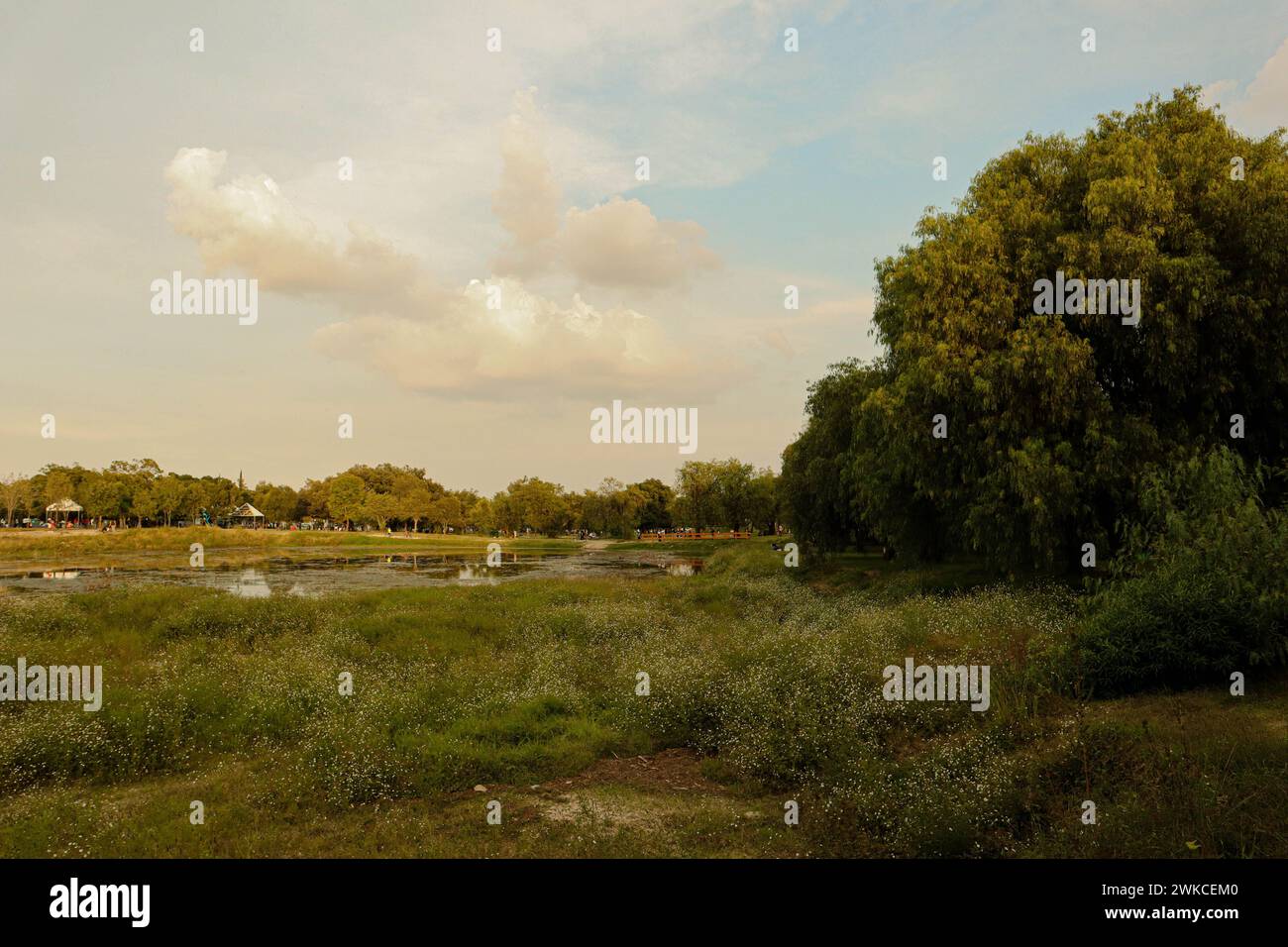 Afternoon stroll at a park full of vegetation. Stock Photo