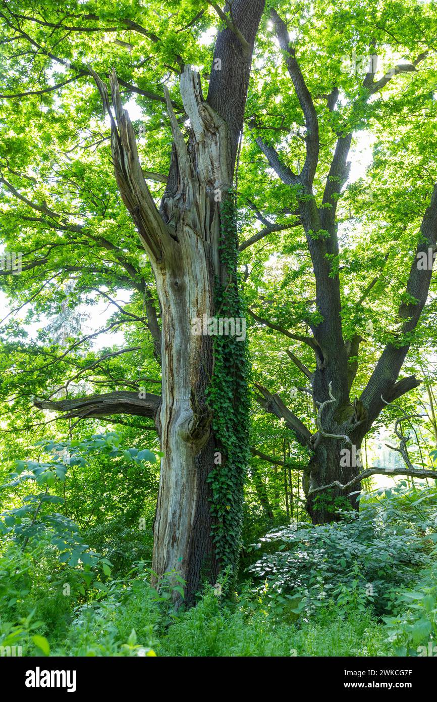 Alter baum im wald hires stock photography and images Alamy