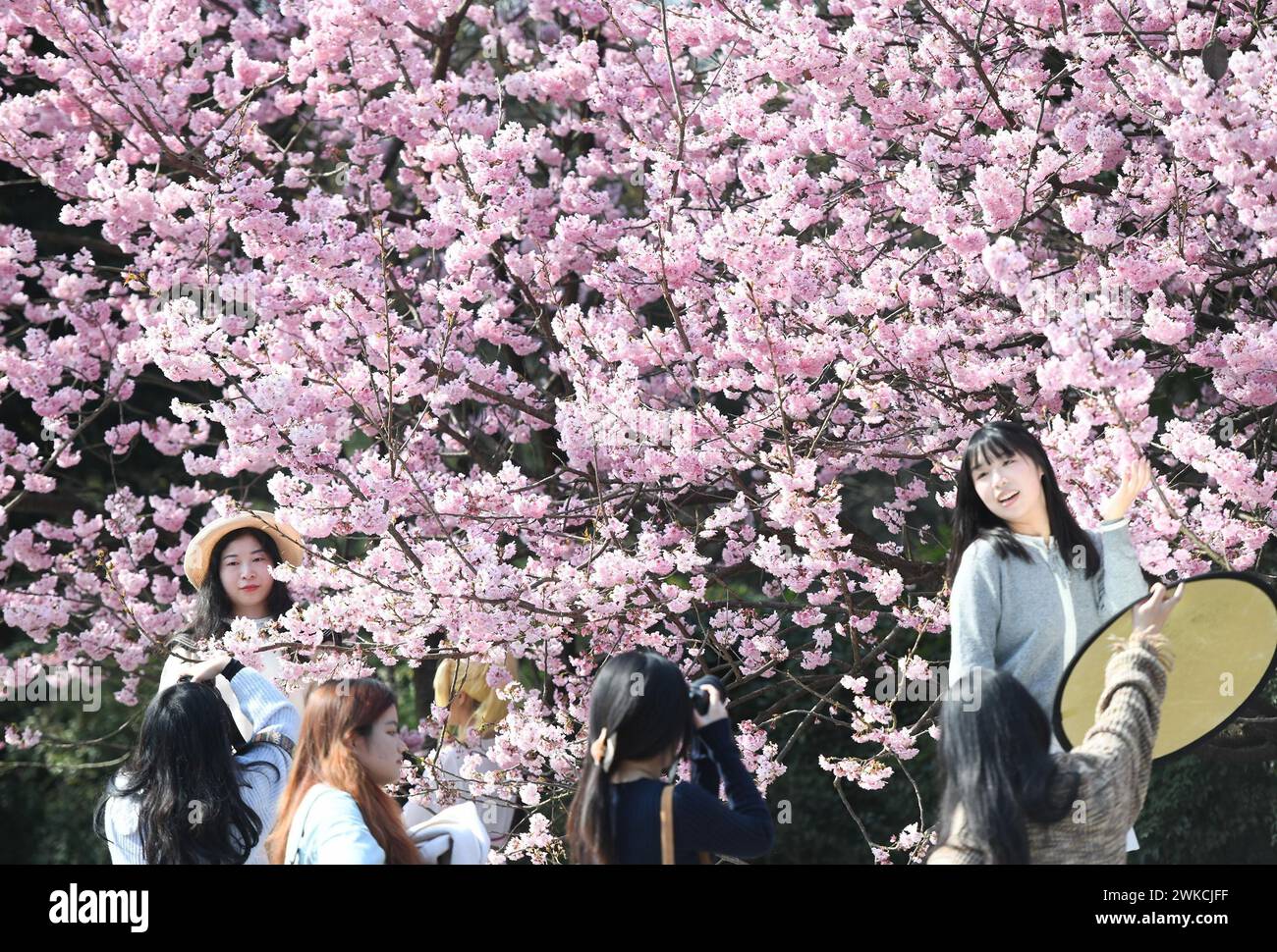 **CHINESE MAINLAND, HONG KONG, MACAU AND TAIWAN OUT** Cherry blossoms are in full bloom at