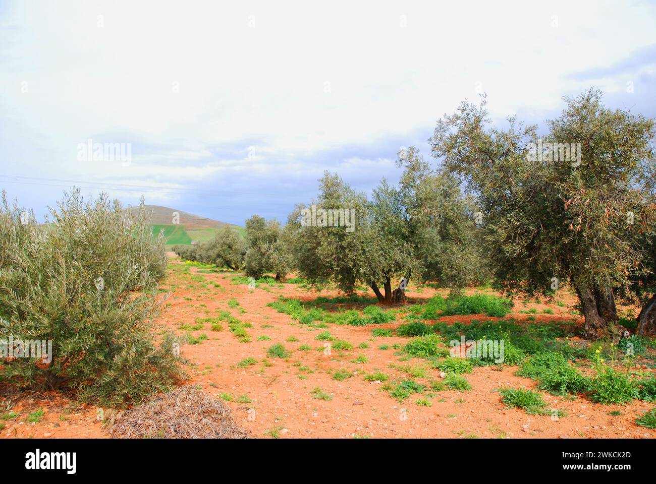 Cultivos de campo hi-res stock photography and images - Alamy